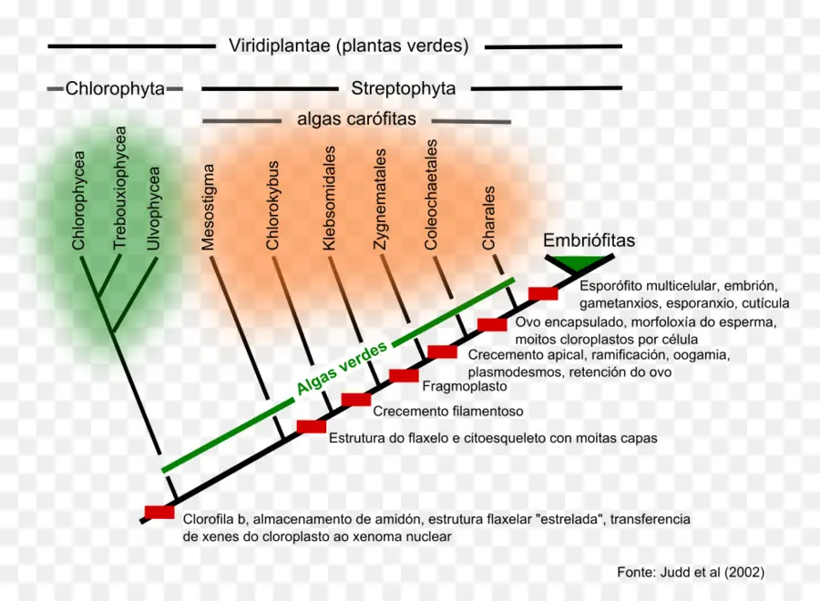 Evolução Das Plantas，Plantas PNG