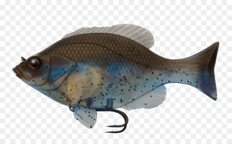 Peixe Colorido，Aquático PNG