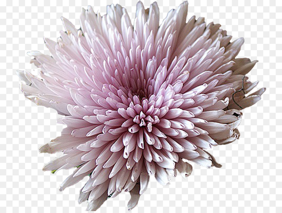 Flor，Florescer PNG