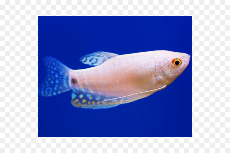 Gourami，Três Spot Gourami PNG