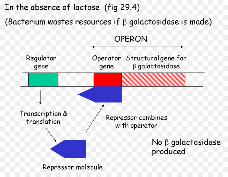 Operon Lac，Biologia PNG