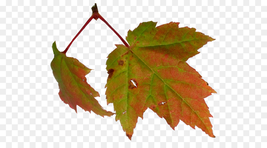 Maple Leaf，Folha PNG