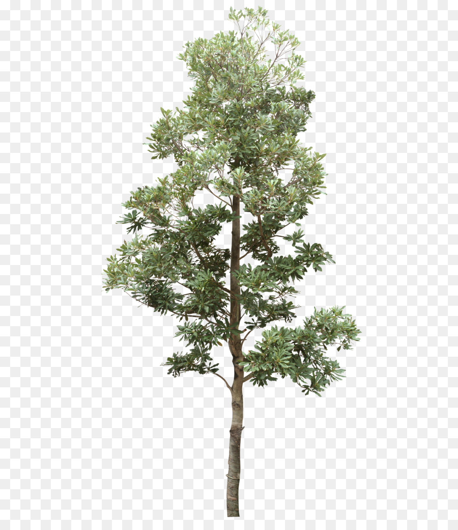 Árvore Verde，Natureza PNG