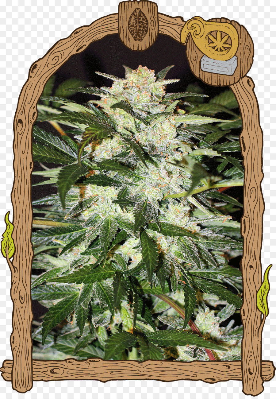 Cannabis，Maconha PNG