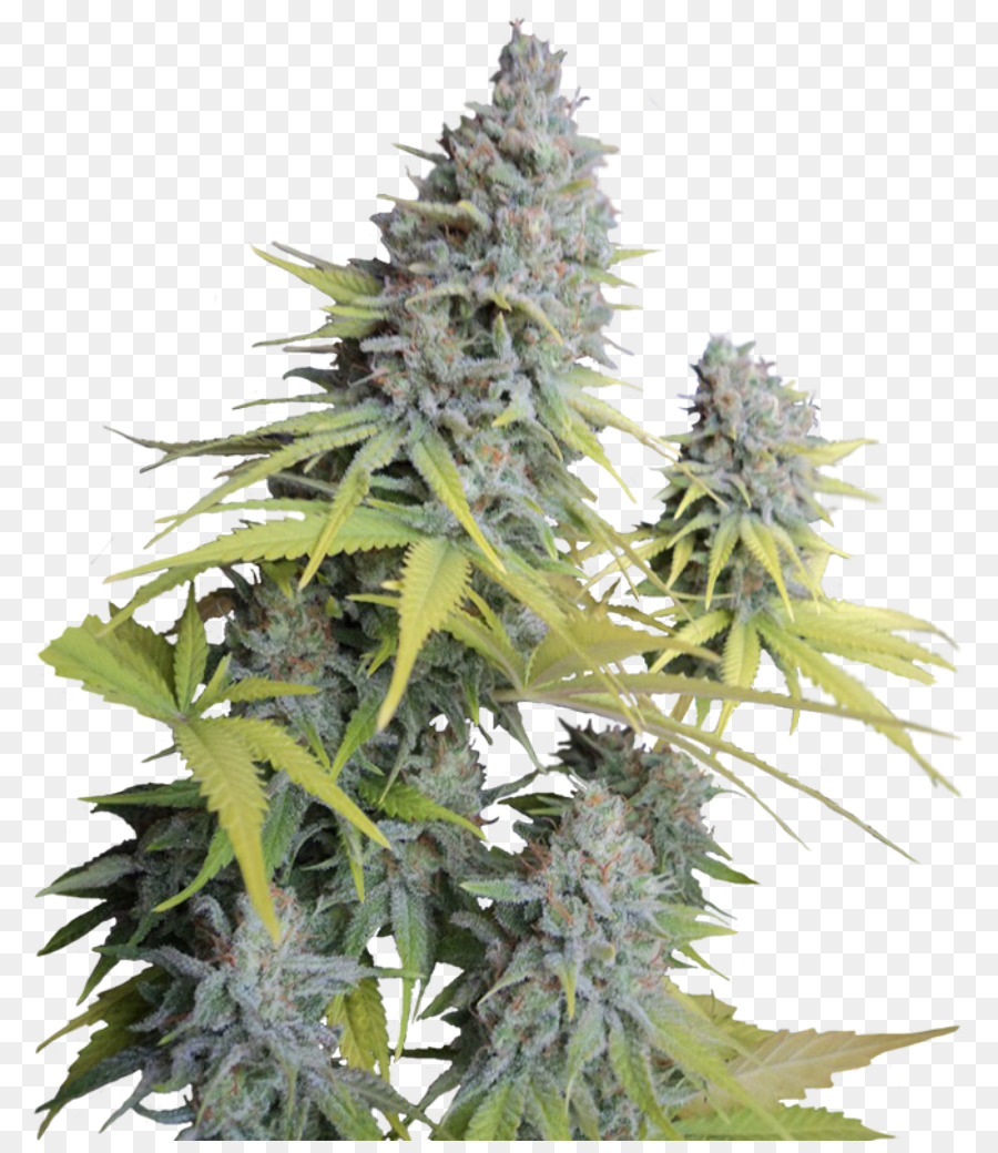 Planta De Cannabis，Maconha PNG