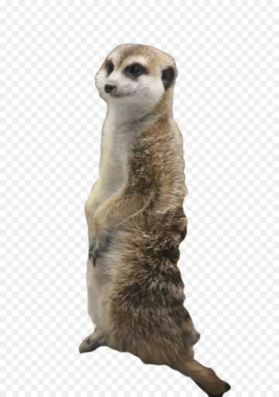 Meerkat，Gato PNG