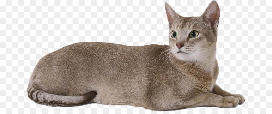 Gato，Gatinho PNG