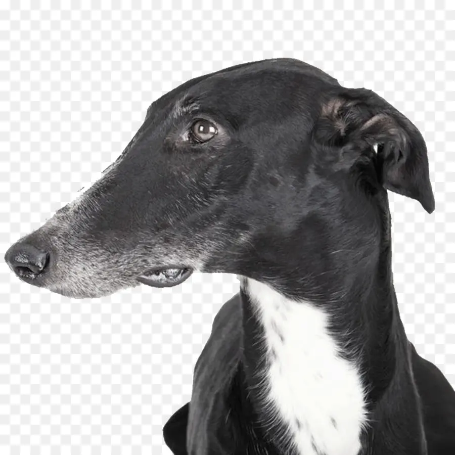 Greyhound，Galgo Espanhol PNG