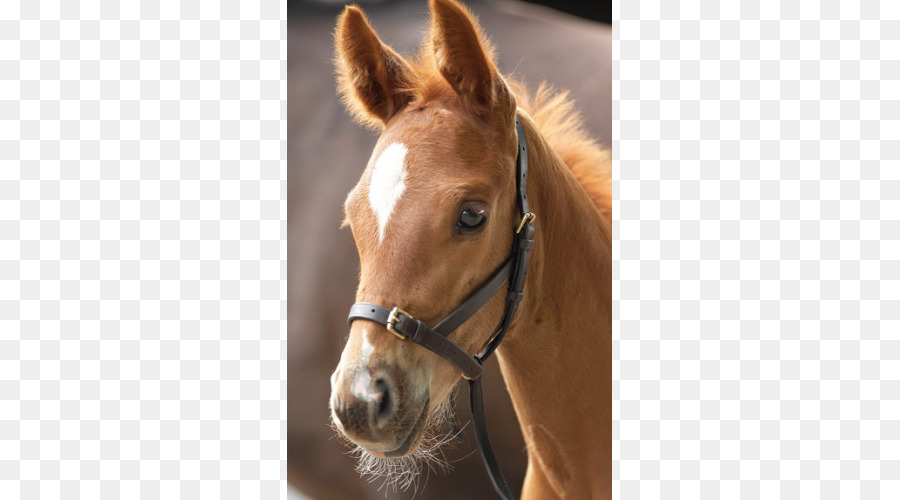 Potro，Cavalo PNG