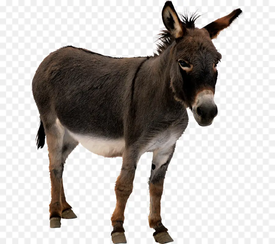 Burro，Mula PNG