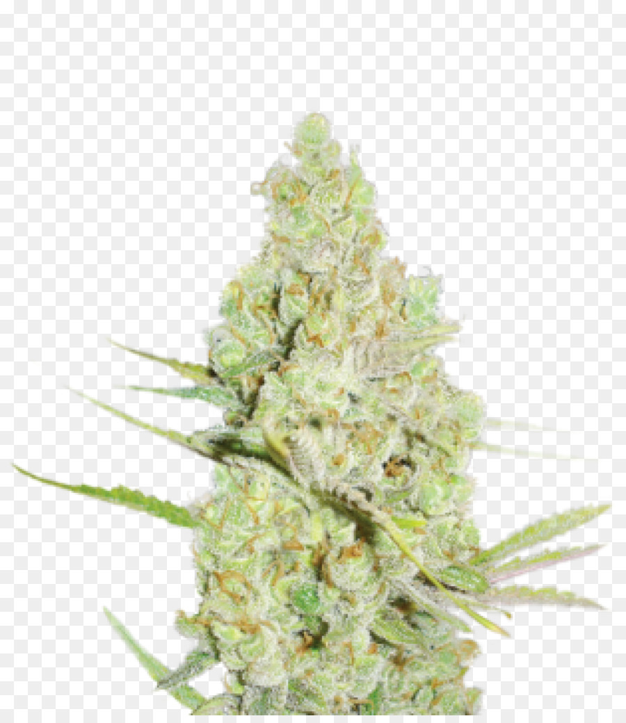 Planta De Cannabis，Maconha PNG