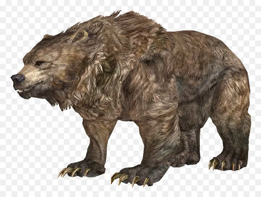 Grizzly Bear，Elder Scrolls V Skyrim PNG