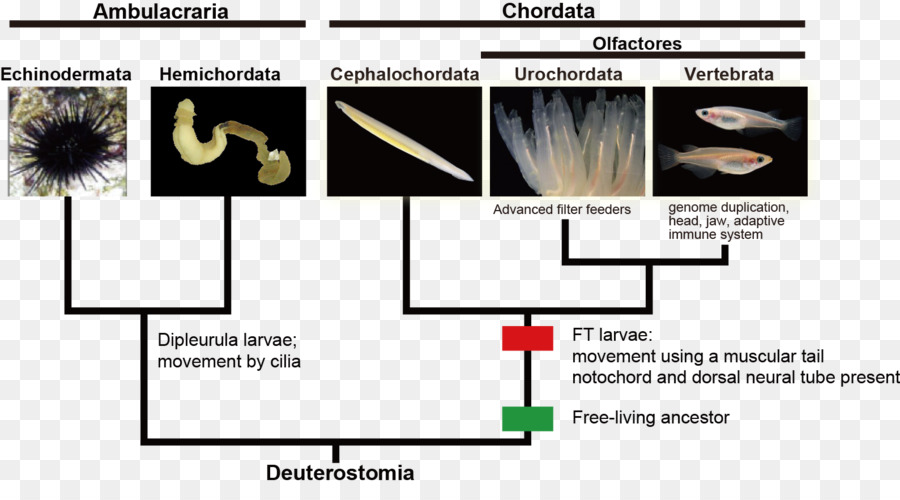 Diagrama De Deuterostomia，Deuterostomia PNG