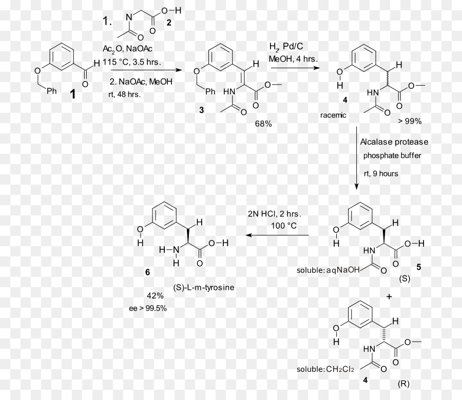 Erlenmeyerplochl Azlactone E Síntese De Aminoácidos，Aminoácidos PNG