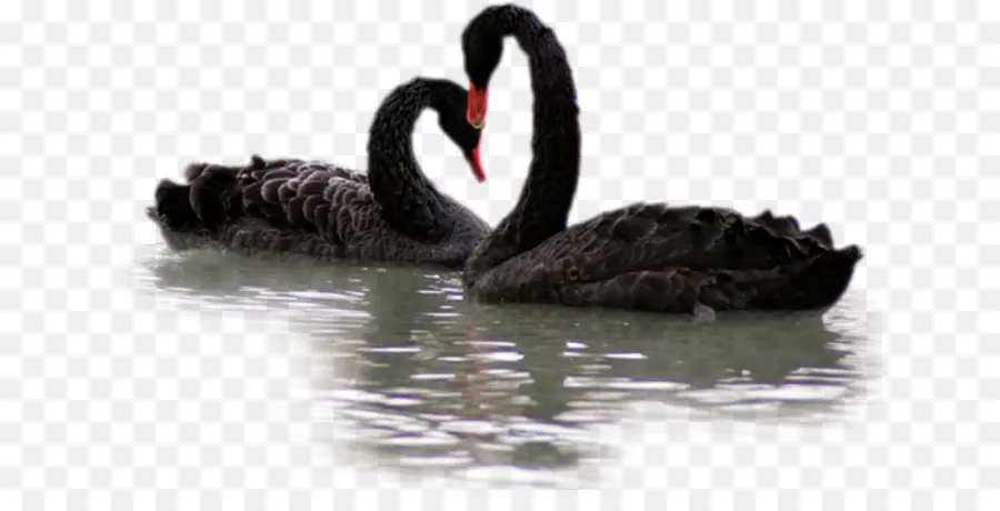 Cisne Negro，Swan PNG