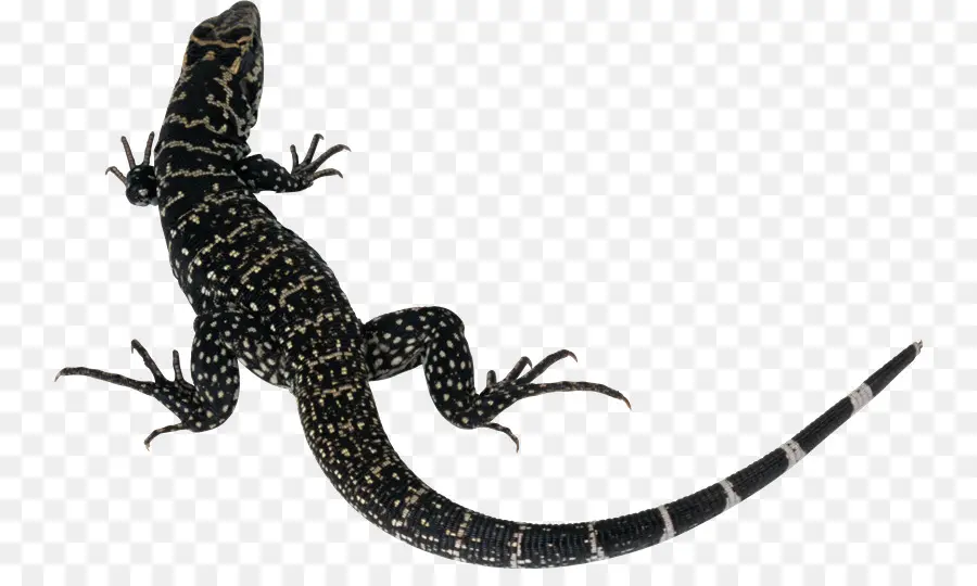 Lagarto Negro，Réptil PNG