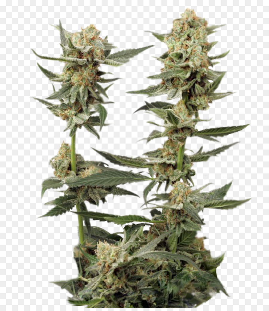 Planta De Cannabis，Maconha PNG