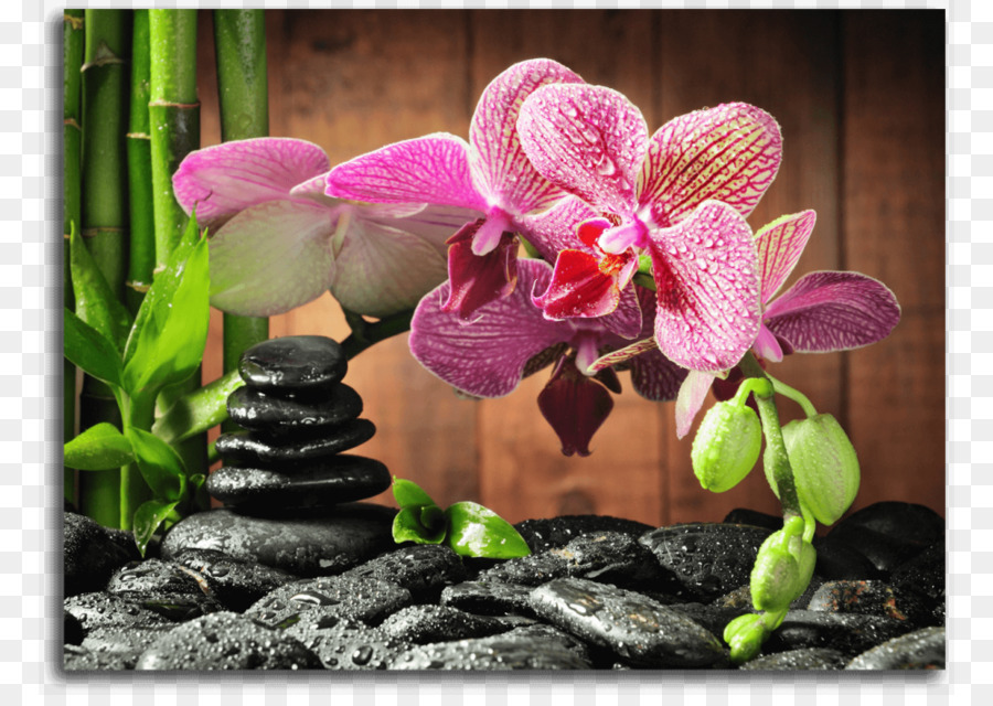 Orquídea Rosa，Bambu PNG