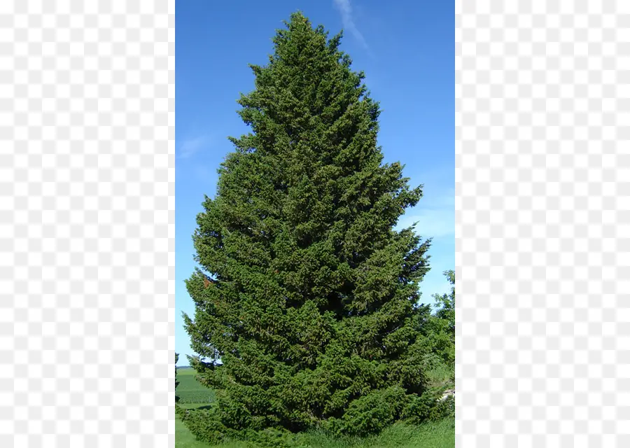 Douglas Fir，Pseudotsuga Menziesii Var Glauca PNG