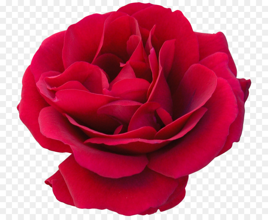 Rosa Rosa，Florescer PNG