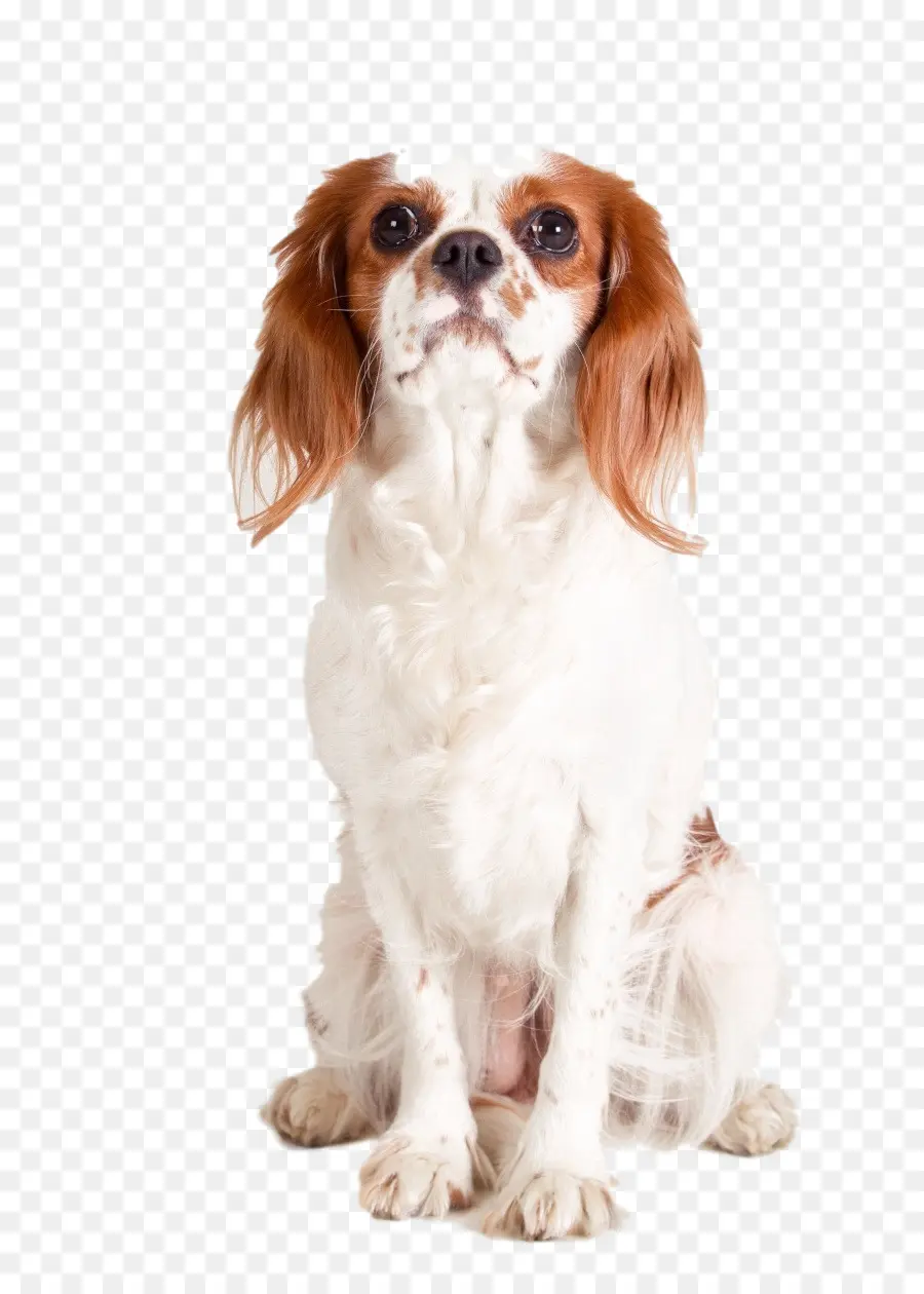 Cavalier King Charles Spaniel，King Charles Spaniel PNG