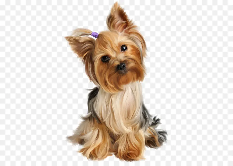 Yorkshire Terrier，Filhote De Cachorro PNG