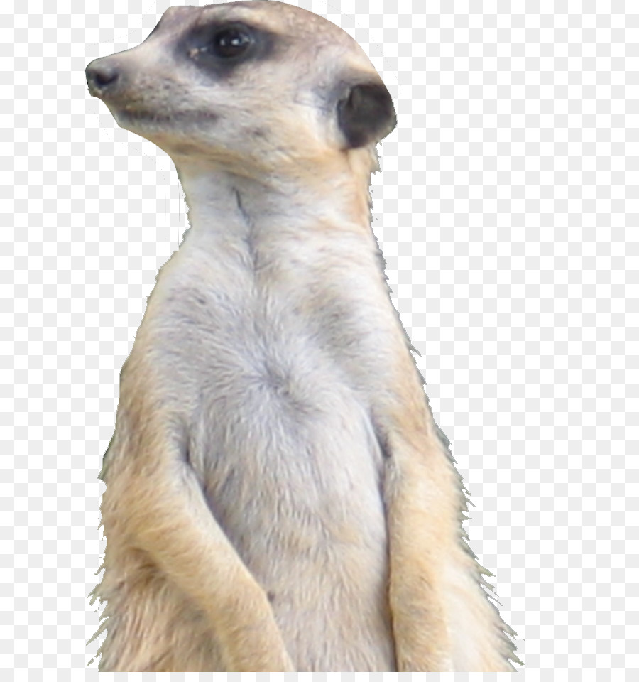 Meerkat，Bigodes PNG