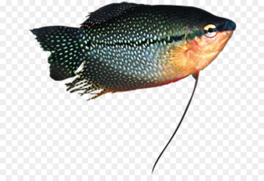 Peixe，Aquático PNG