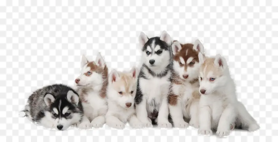 Husky Siberiano，Filhote De Cachorro PNG