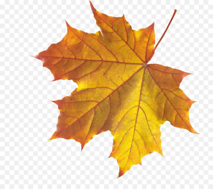 Outono Folhas De Cor，Maple Leaf PNG