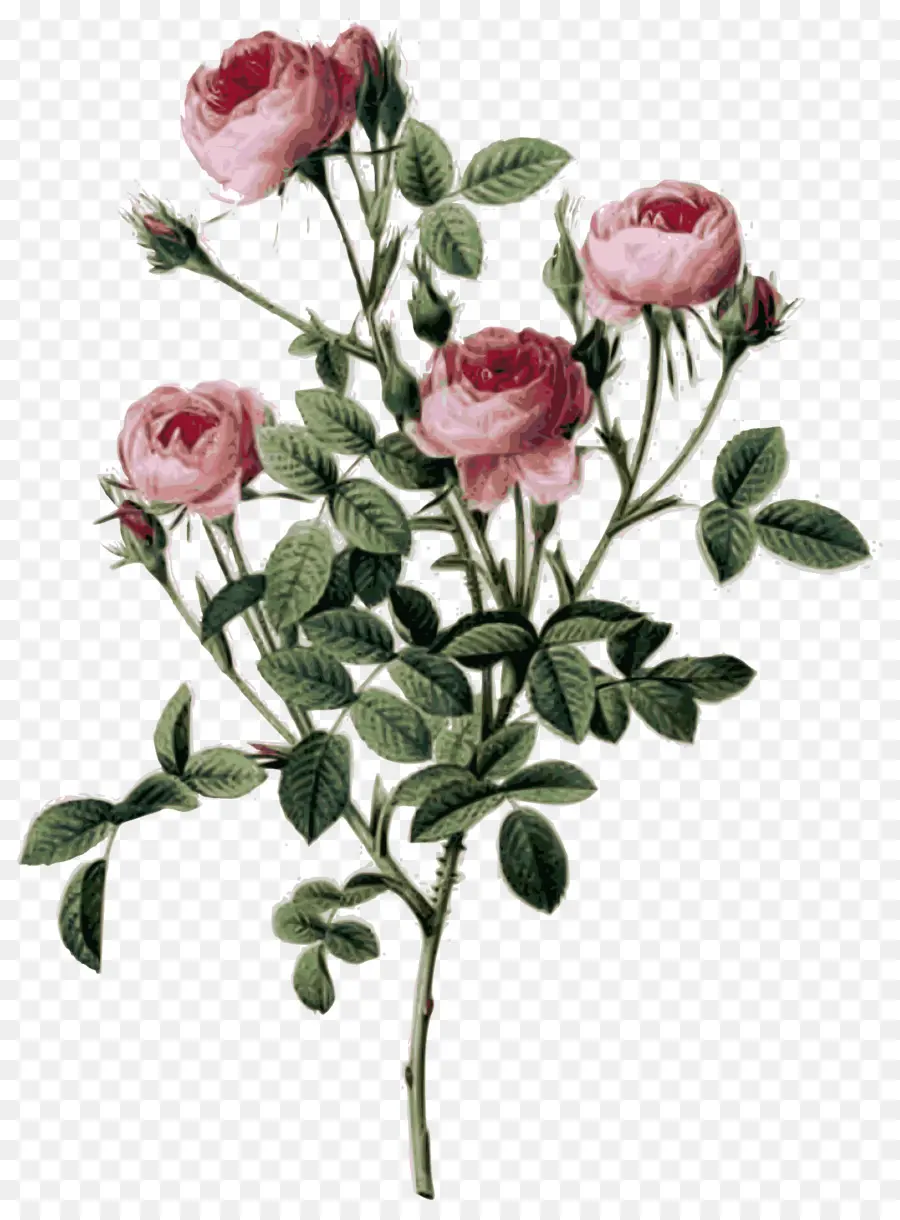 Rosas，Florescer PNG