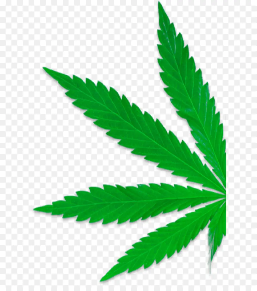 Planta De Cannabis，Folhas PNG