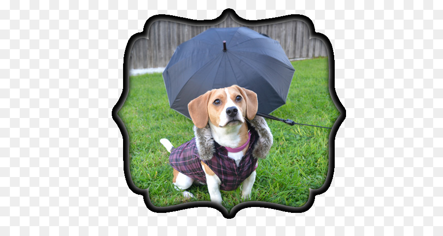 Treeing Walker Coonhound，Beagle PNG