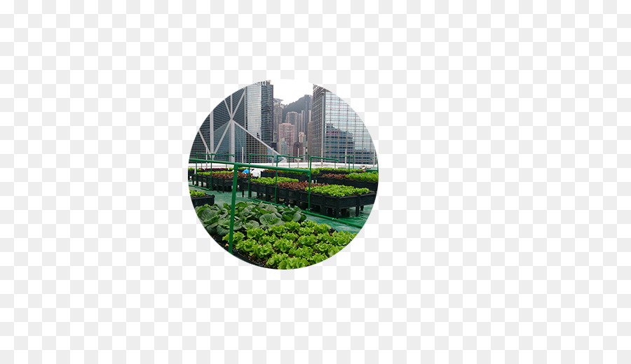 Jardim，A Agricultura Urbana PNG