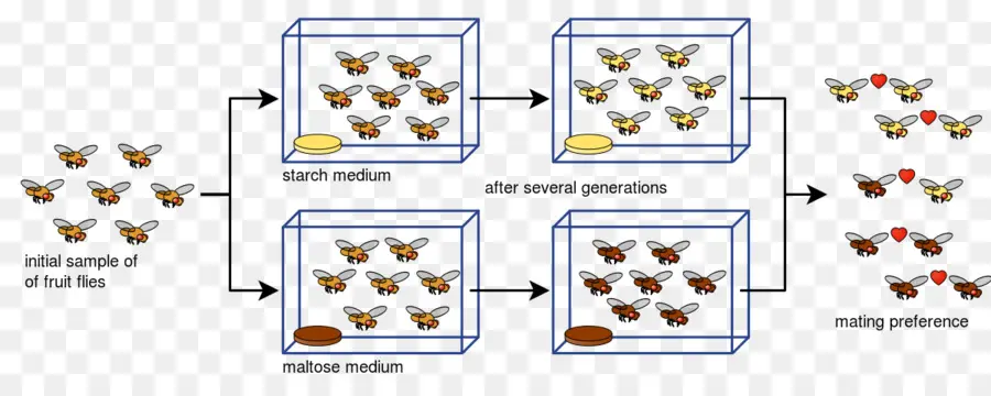 Drosophila Pseudoobscura，Especiação PNG