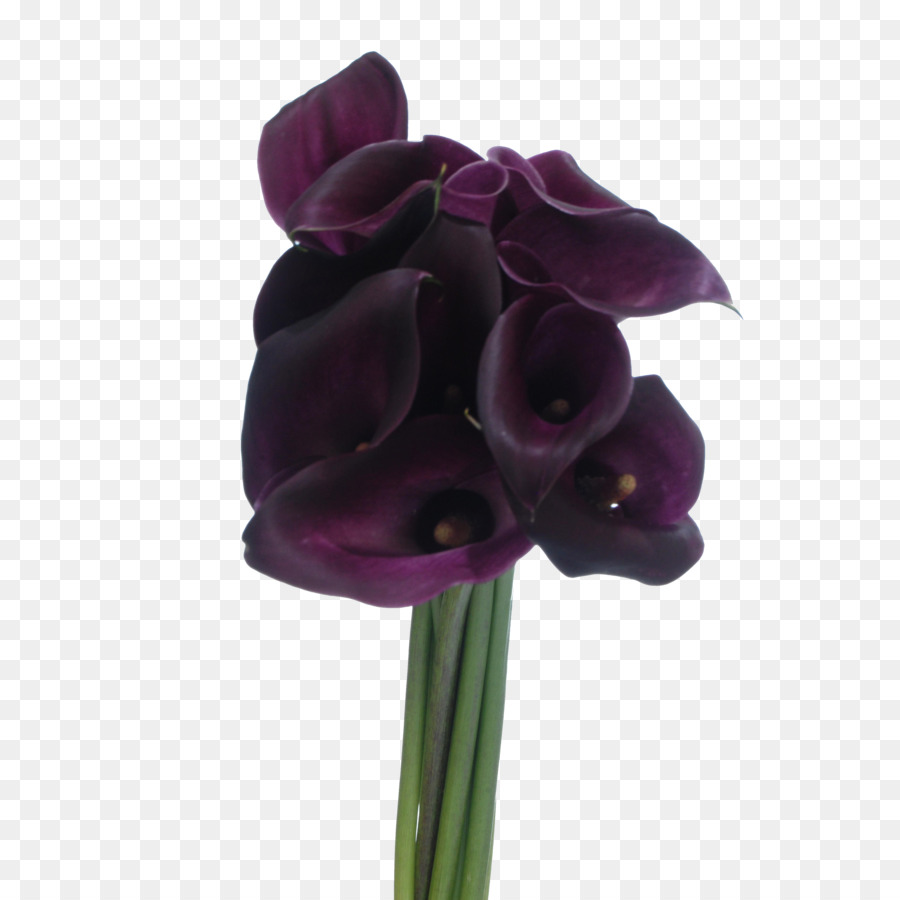 Traça Orquídeas，Flores De Corte PNG