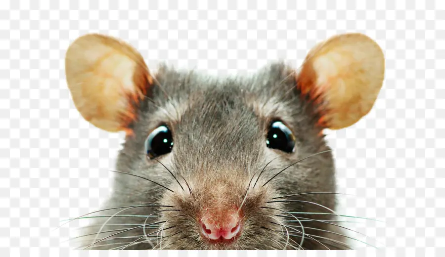 Rat，Papel De Parede Da área De Trabalho PNG