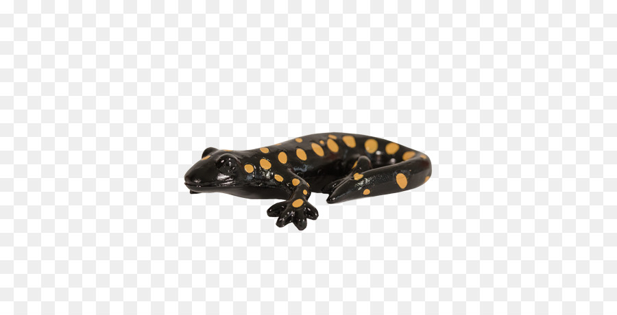 Salamandra Preta E Amarela，Anfíbio PNG