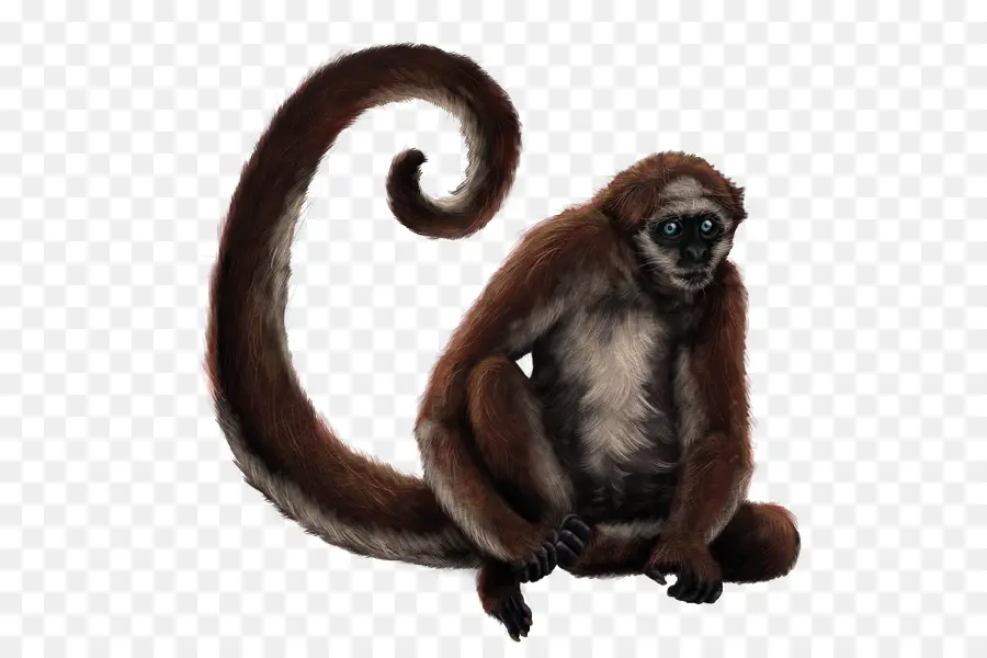 Macaco Marrom，Primata PNG