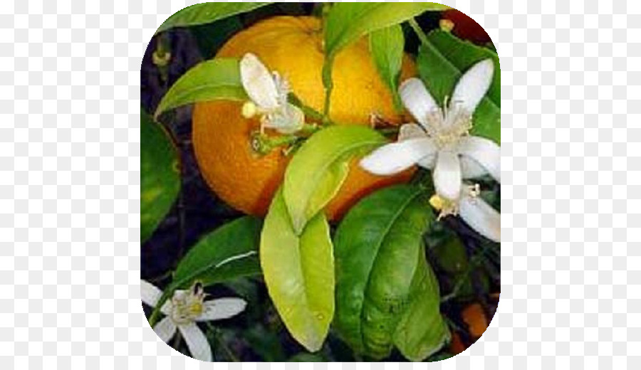 Laranja Amarga，Laranja PNG