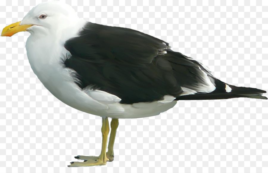 Gaivota，Oceano PNG