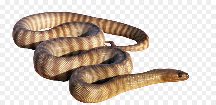 Cobra，Eastern Brown Snake PNG