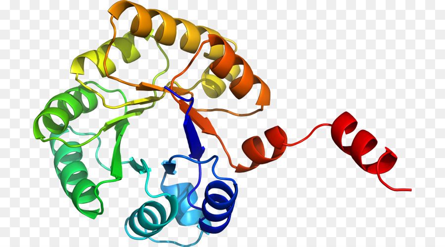 Estrutura Proteica，Biologia PNG