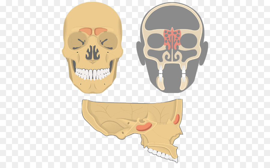 Sinus，Ethmoid Osso PNG