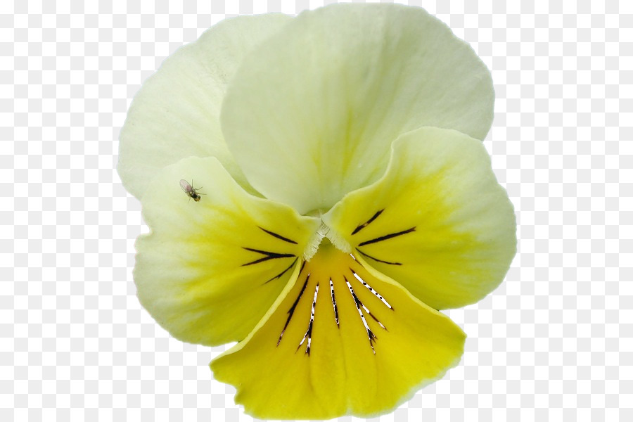 Pansy，Planta Herbácea PNG