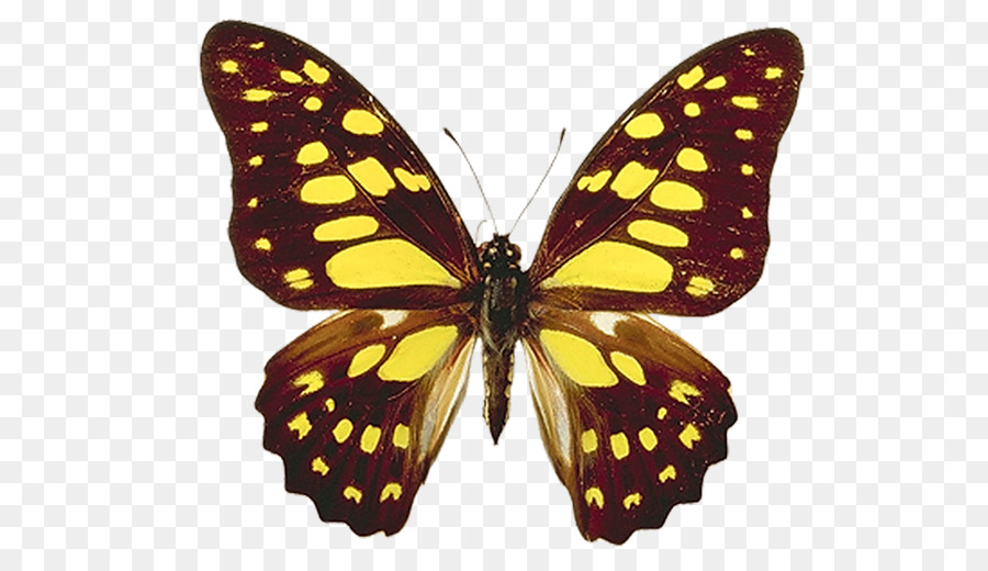 Borboleta，ícones Do Computador PNG