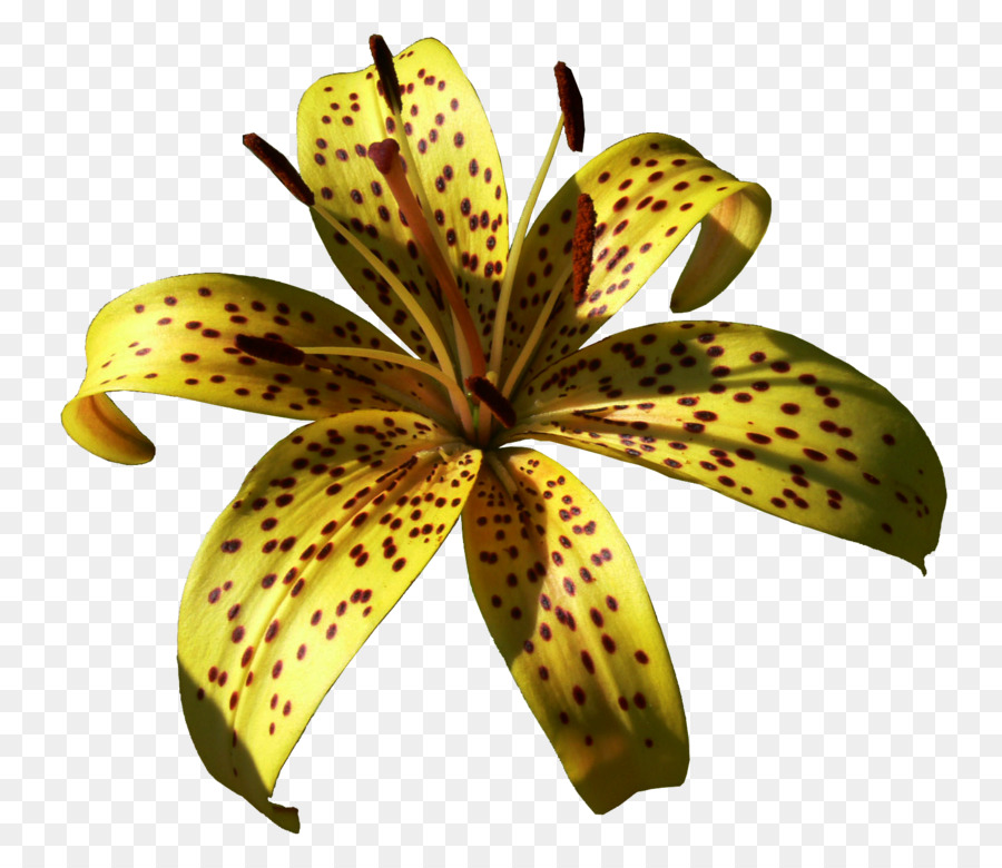 Flor Colorida，Florescer PNG