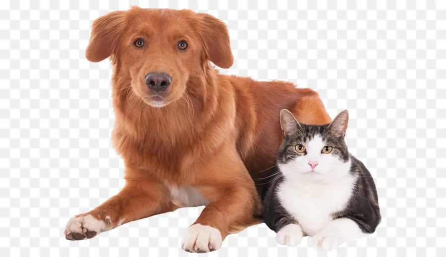 Gato E Cachorro，Animais De Estimação PNG