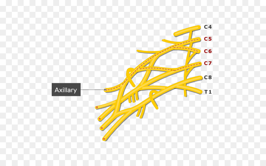 Diagrama Do Nervo Axilar，Nervo PNG