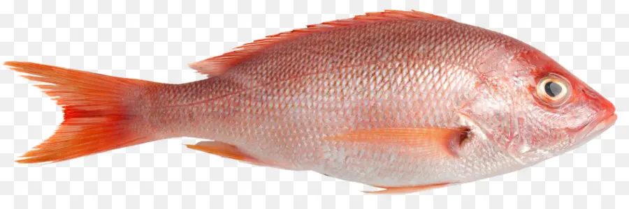 Peixe，Aquático PNG